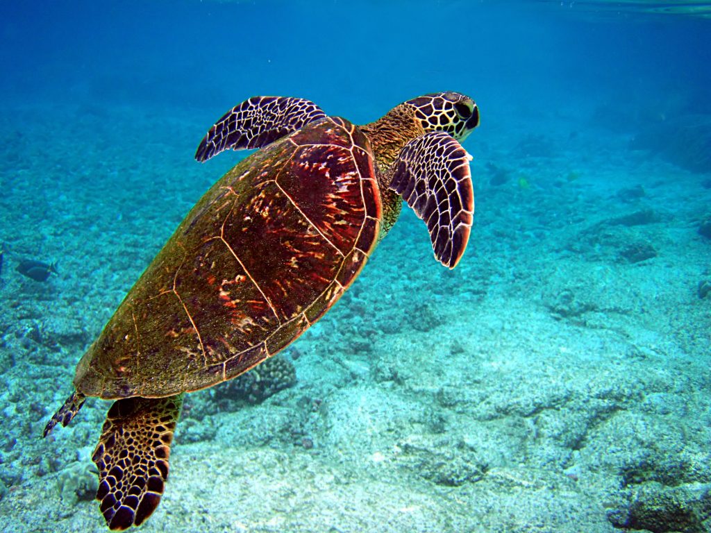 Tortue marine
